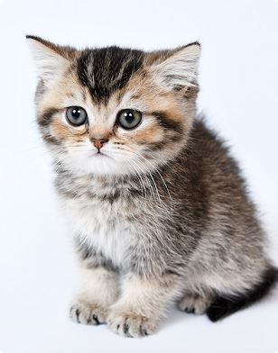 Kitten
